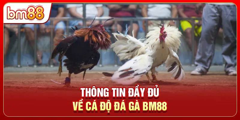 Thông tin đầy đủ về cá độ đá gà BM88